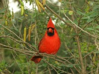 OT40001_Bird Cardinal in tree shutterstock_2521863