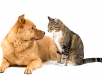 Dog and cat on white background