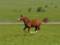 sorrel stallion