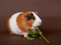 guinea-pig is eating verdure